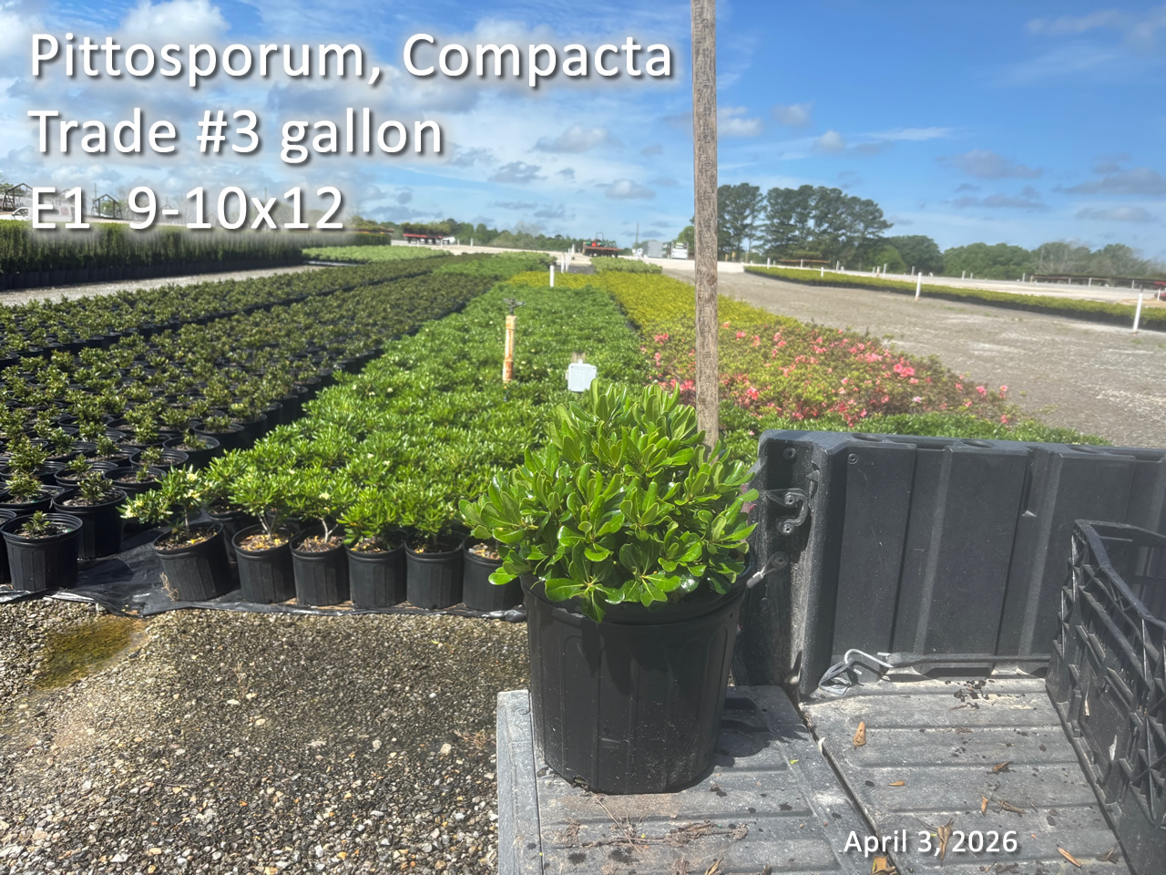 gallery/ptc3t e1 apr3.jpg